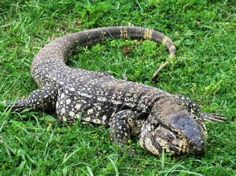 O simbolo do lagarto – Lótus Xamanismo