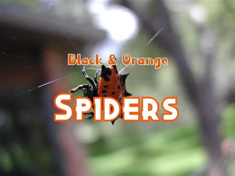 28 Black And Orange Or Red Spiders With Pictures