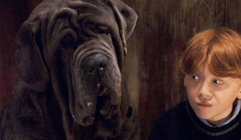 10 Animais Fantásticos Da Saga Harry Potter