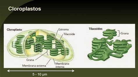 Nica Unidad C Lula Vegetal Mitocondrias Y Cloroplastos De