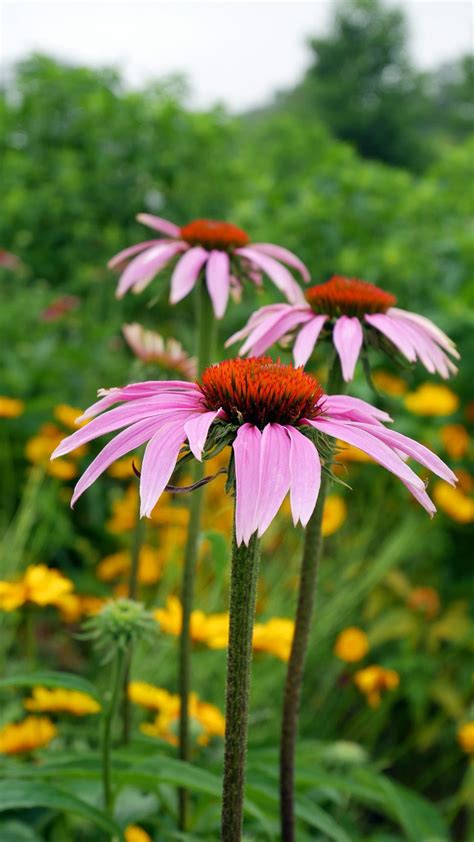 Free Stock Photo of Pink Coneflowers | Download Free Images and Free ...