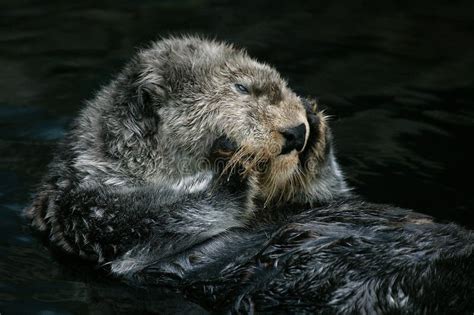 LOUTRE DE MER Enhydra Lutris Stock Photo Image Of Feeding States