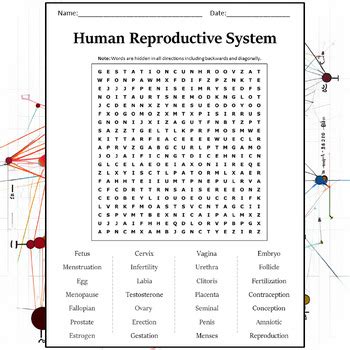 Human Reproductive System Word Search Puzzle Worksheet Activity TPT