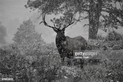 664 Estes Park Wildlife Stock Photos, High-Res Pictures, and Images - Getty Images