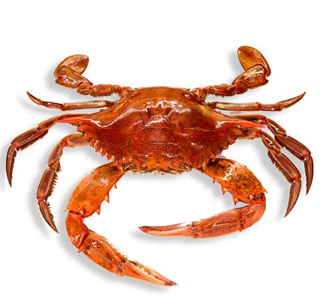 Crab PNG