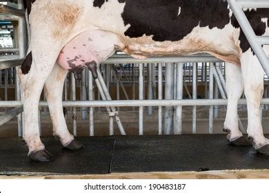 Cow Tits Images Stock Photos Vectors Shutterstock