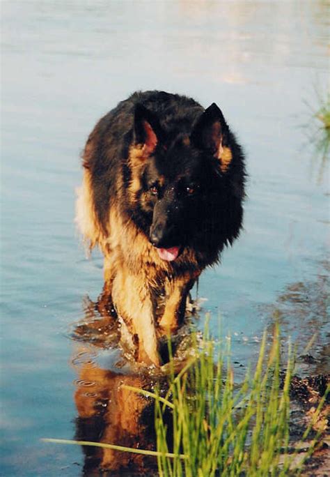 Waterpret Blauwalg Kynologisch Advies