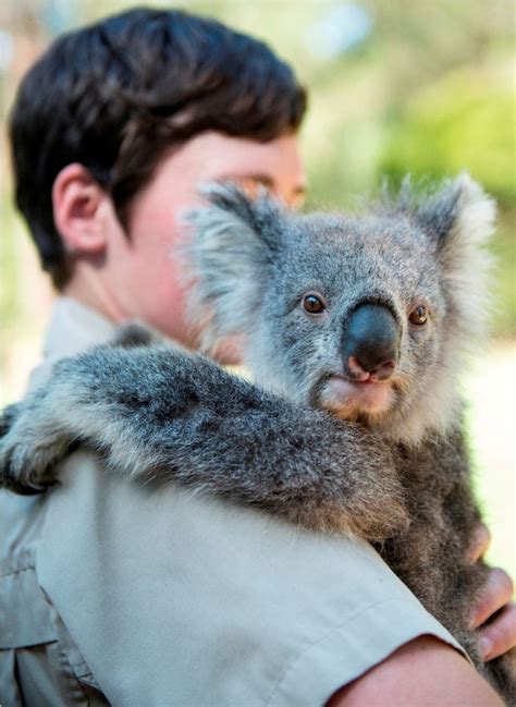 Endangered animals list australia background | Zoo Animals