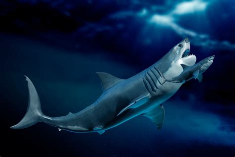 Carcharodon Megalodon Shark