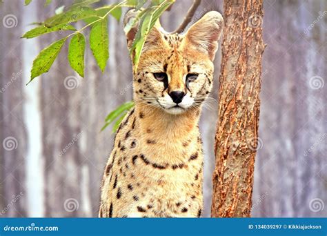 Gato Salvaje Del Serval De Leptailurus Imagen De Archivo Imagen De