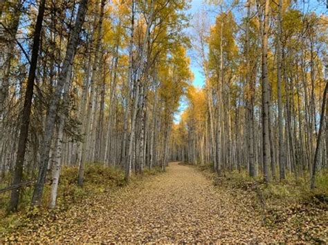 10 Best Hiking Trails in Fairbanks | AllTrails