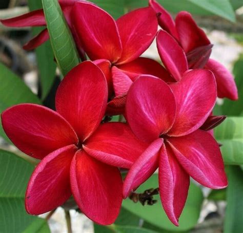 Plumeria Seeds Bright Red Plumeria Frangipani Flower Seed Red