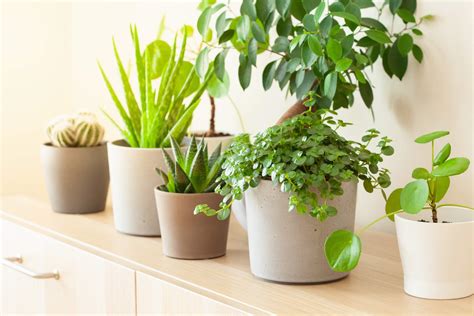 8 plantas de la suerte según el Feng Shui Mejor con Salud