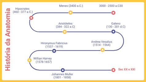 Linha Do Tempo Da Anatomia