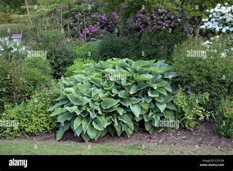 Large Hosta Plant Stock Photo Alamy