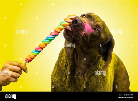 Black Labrador Retriever Stock Photo Alamy