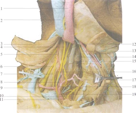 图2 128 颈部深层结构 前外侧区 骨科临床解剖学 医学