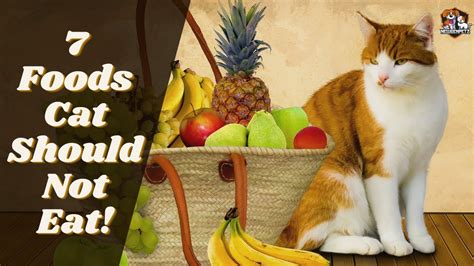 7 Foods Your Cat Should Not Eat Dont Feed These Foods Youtube