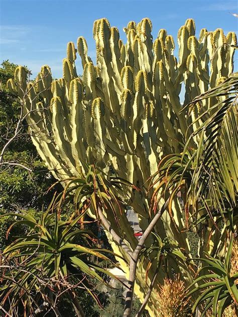 Plantfiles Pictures Euphorbia Species Variegated African Candelabra