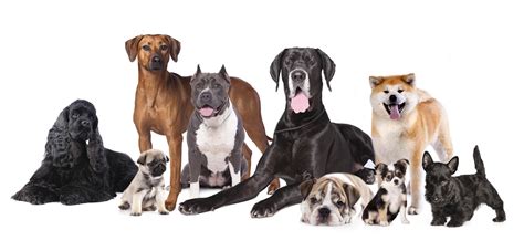 Ages And Stages Of Dog Development All For Dogs
