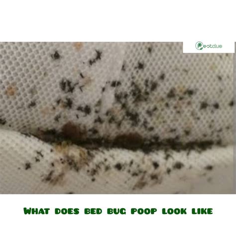 What Does Bed Bug Poop Look Like? Pictures | Pestclue