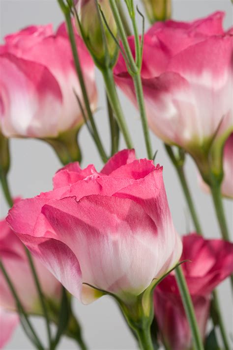 Eustoma Russellianum F1 Eustoma Russellianum F1 Cessna Vogue IV