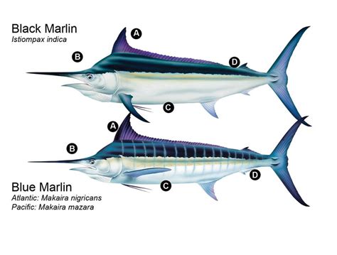 Blue Marlin Anatomy