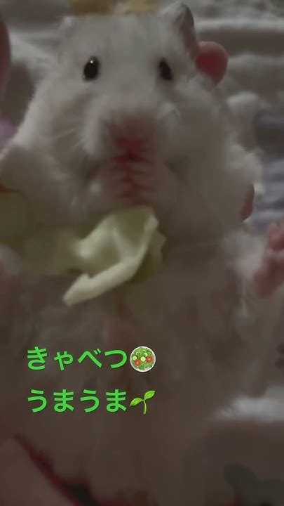 Goldenhamstershortvideo ゴールデンハムスター かわいくてごめん 癒し Asmr 野菜を食べる動画