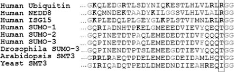 Figure 1 From A Method Of Mapping Protein Sumoylation Sites By Mass