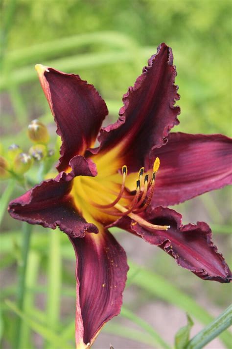 Dienziede - Pārējās ziemcietes - Katalogs - stādaudzētava Pārkalne