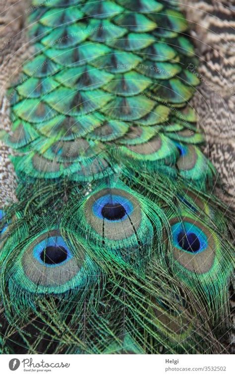 Magnificent Train Detail Of Tail Feathers Of A Male Peacock A