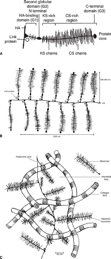 Structure and Function of Cartilage Biology | Musculoskeletal Key