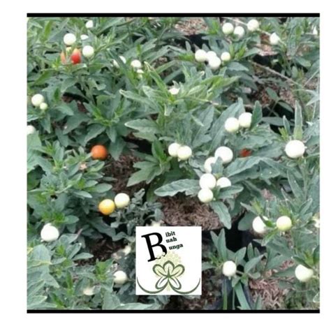 jual tanaman bibit krismillombok udel shopee indonesia