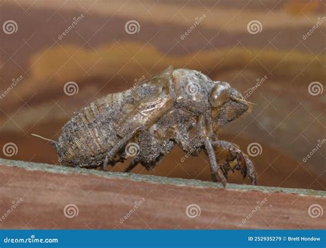 Empty Cicada Exuviae Attached Horizontally To A Crepe Myrtle Tree In