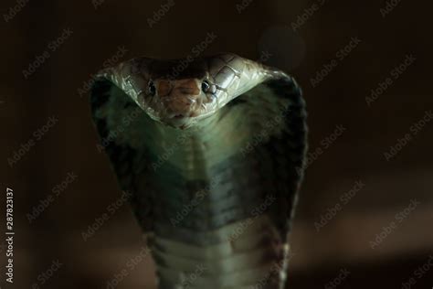 Cobra snake portrait with brown dark background. Thailand Stock Photo
