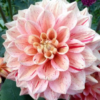 Георгины: сорта георгинов с фото и названием, отзывы