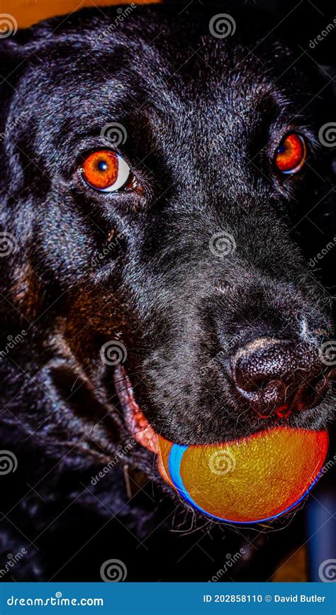 Black Lab Playing with a Ball. Calgary Alberta Canada Stock Photo - Image of nose, cuddly: 202858110