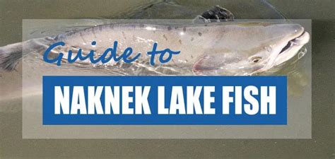 List Of Fish Species In Naknek Lake Updated Pond Informer