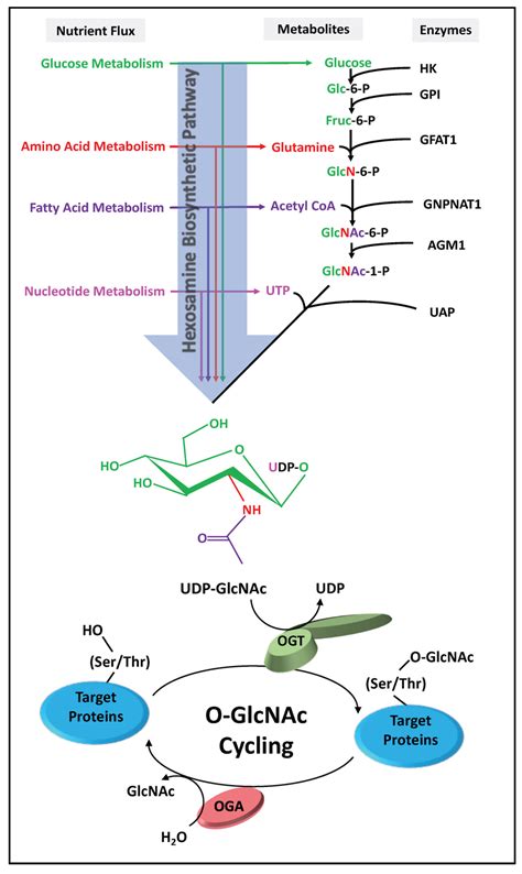 The Hexosamine Biosynthetic Pathway HBP And O GlcNAc Cycling Glucose