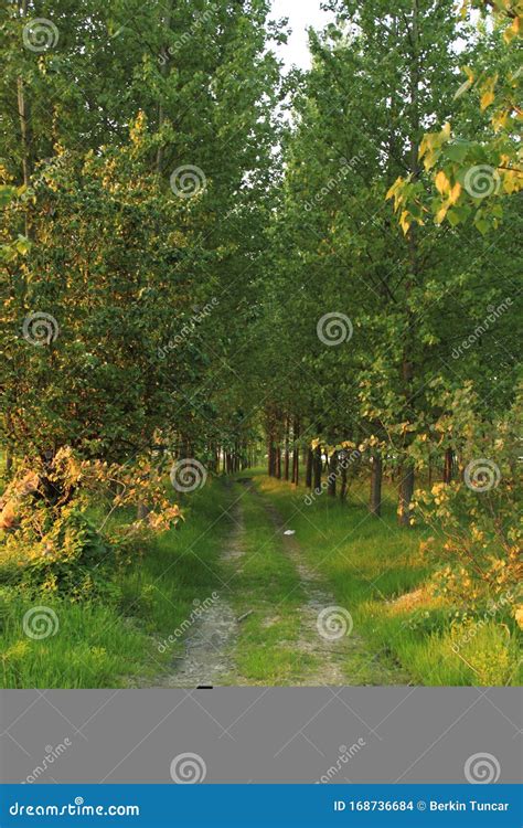 Forest Spring Landscape Forest Trees With Grass On The Foreground And Sunlight Shining Through