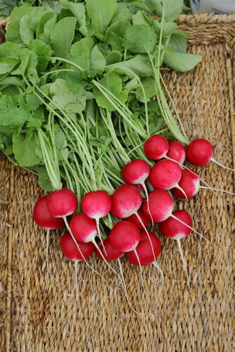 Белокрайка. Редис среднеспелый | Гавриш