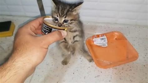 SAVE ME Stray Baby Kitten Protected Baby Kittens Of Abandoned