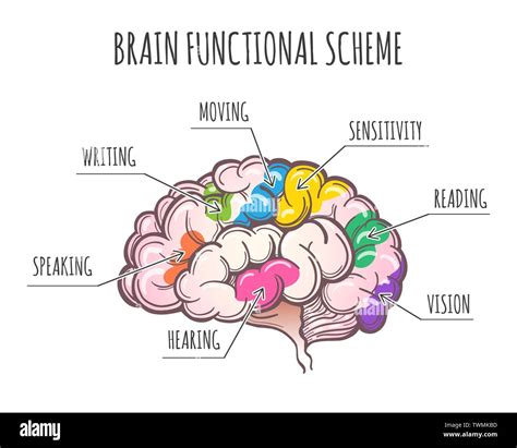 Cerebral Cortex Areas Im Genes Vectoriales De Stock Alamy