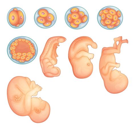 Stages In Human Embryonic Development 455531 Vector Art At Vecteezy