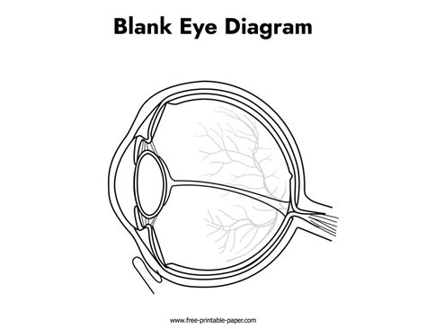 Blank Eye Diagram – Free-printable-paper.com