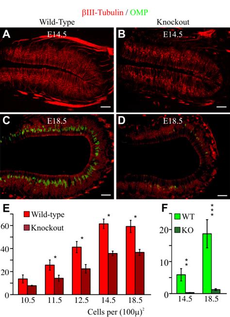 Fewer cells express markers of young βIII tubulin and mature