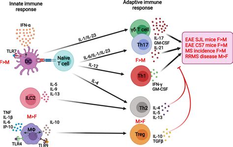 Sex Differences Regulate Immune Responses In Experimental Autoimmune