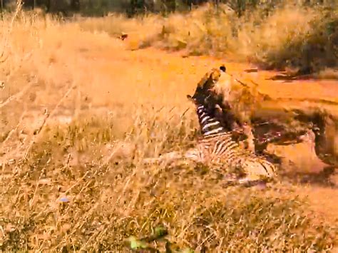 Front Seat View Of Lion Hunting Zebra