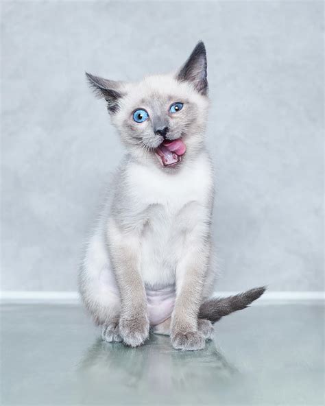 Siamese Kitten Funny Face Photograph by Calina Bell - Pixels