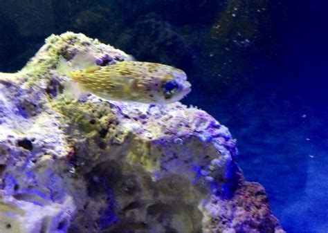 Porcupine puffer tank mates | Reef2Reef